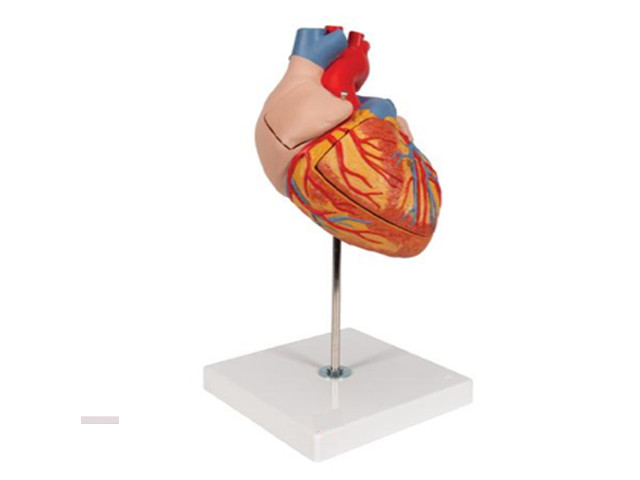 Human Heart Model Large