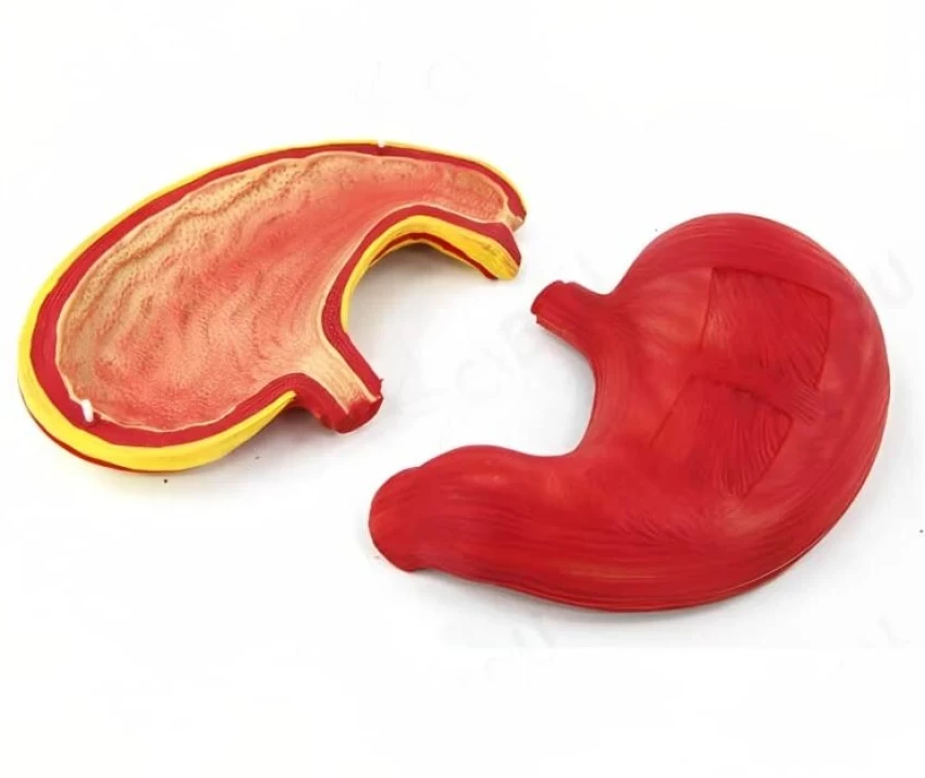 Human Stomach Anatomical Model