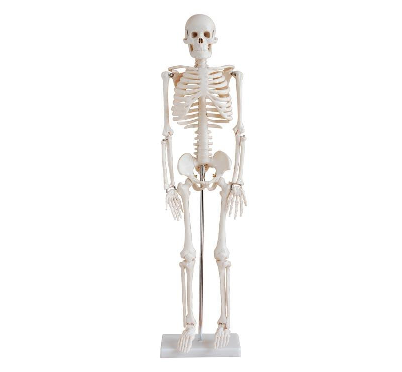 Human Skeleton 85CM