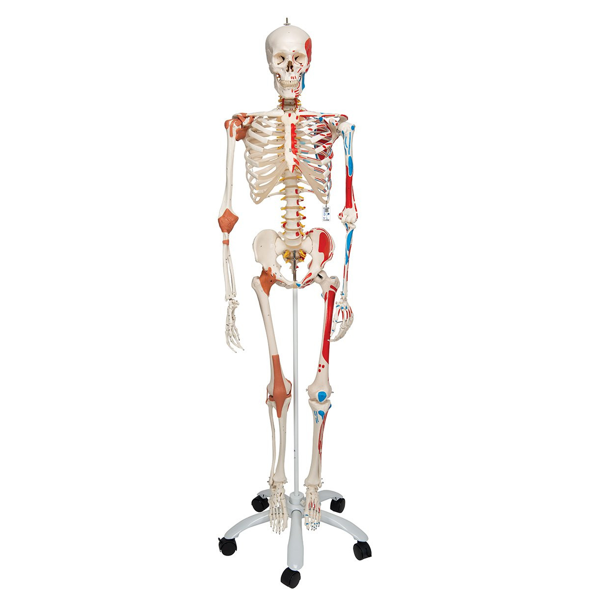 Human Skeleton With Ligaments & Painted Muscles